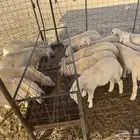 ذبايح هرافي شعير و بروتين 24