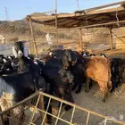 تيوس وجفار عوراض