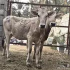 عجل وعجله المانيات