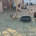 البيع دجاج بياض في الخرج