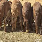 سواكنيات ورفيديات عمر 4 شهور مرابي