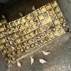 حمام فرنسي لاحم سوبر جانبو