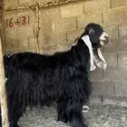 تيس عارضي معرف تعريف قوي
