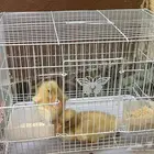 بط للبيع في الطايف
