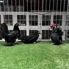 دجاج سيراما
