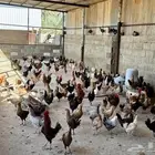 دجاج بلدي بياض