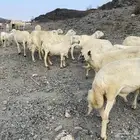 ضان مقاني للبيع