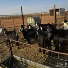 11 معزاء طيبات واغلبها اشباب للبيع