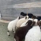 بهم تربية نعيم