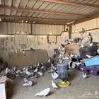 حمام بكستنائي وزاجل للبيع رقم جوال راعيها