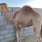 حشو طيبة على الحليب والخبز