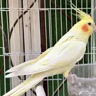 ذكر كروان لاتينو اليف ويتكلم . تم البيع