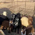 بهم البيع