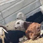 ذبايح انتاج وفل