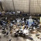 صوص بلدي نظيفة العدد 300