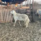 فحول جبره مشروطة صنف وجرم