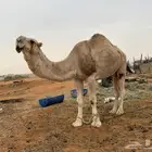 للبيع فحل اوضح