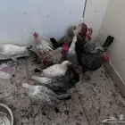 دجاج للبيع