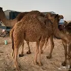 حشو لبانيات بريات