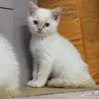 قطط سكوتش ستريت كيتنز للتبني