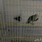 جوز روز للبيع على السوم