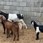 ثنتين معزاء عليها ثلاثه