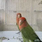 روز للبيع
