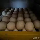 بيض بط بكيني مخصب
