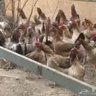 خميس مشيط   العم اره