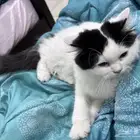 قط ذكر للبيع العمر 5 اشهر