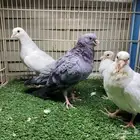 جوز صنعاوي اصيل