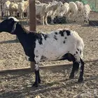 غنم حريات ضحايا شحم ولحم فل ماشاءالله تم البيع