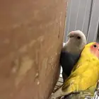 طيور روز زوجين منتجات خمس مرات