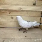 ذكر حمام انمش قطيفي