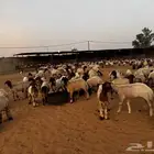 جذعات نعيم صنف