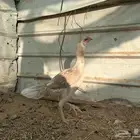 دجاجه بكستاني سندي