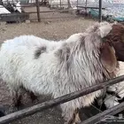 فحل نعيمي صنف