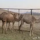 قعدان على الحليب