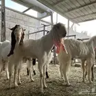 تيوس فحوال