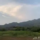 قصب للبيع غرب محايل