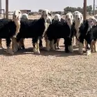 مراح جذعات نجد للبيع