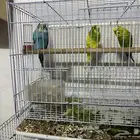 سلام عليكم جوز بادجي وذكر