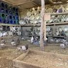 حمام سلفر