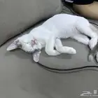 قطة صغيرة للتبني بالخرج