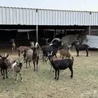 ماعز جبلي انتاج وعول هجين