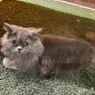 قط شرازي لتبني سليم