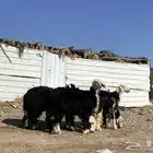 رخال مقاني نجد صنف جذعات