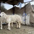 ضان
