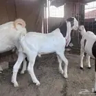 تيس هولندي و إنتاجه