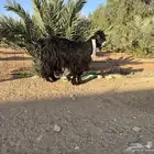 تيس عارضي ذبيحه